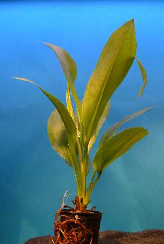 MIEKKAKASVI BLEHER PURKKI